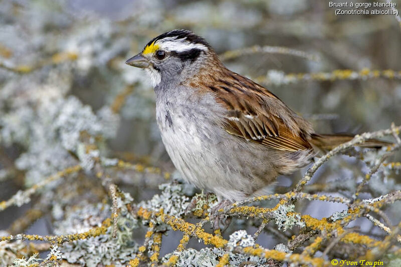 White-throated Sparrow, identification