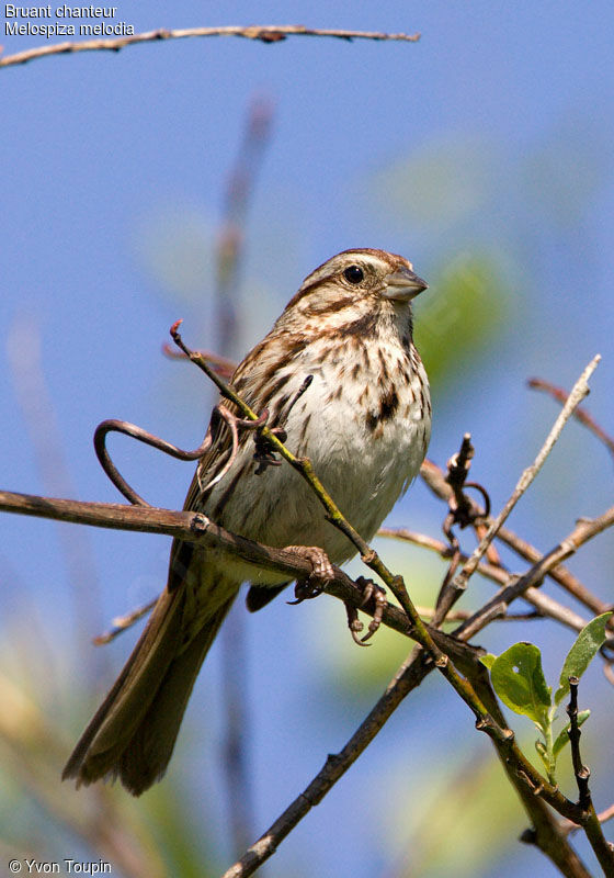 Song Sparrow, identification