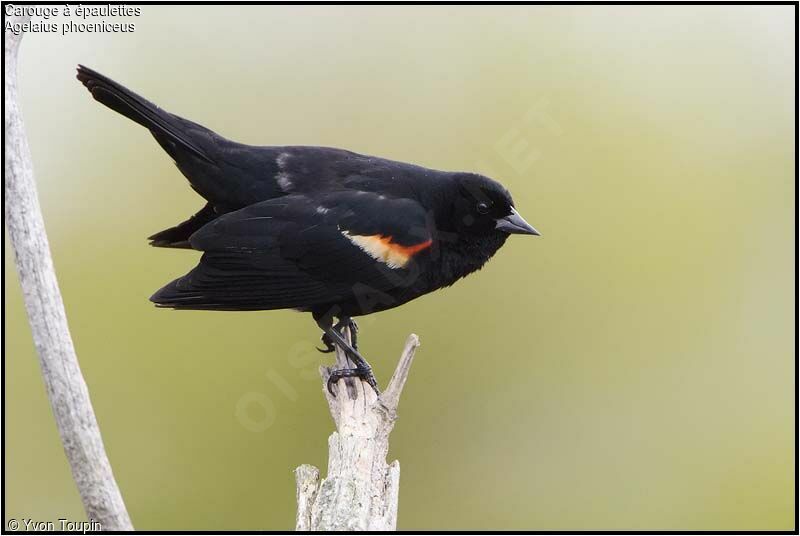 Red-winged Blackbird male, identification