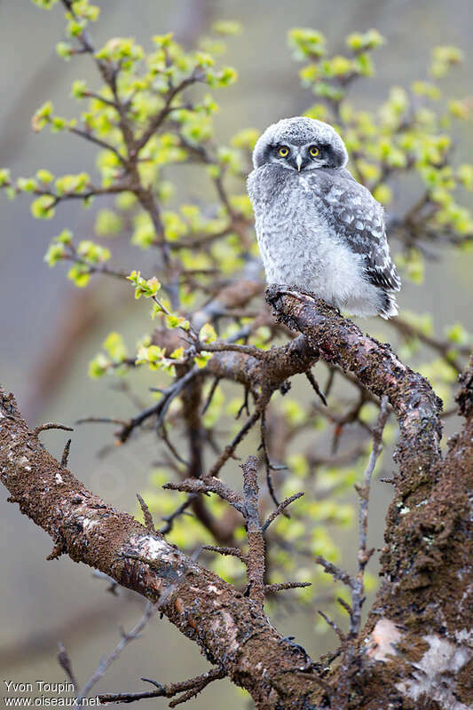 Northern Hawk-Owljuvenile, identification