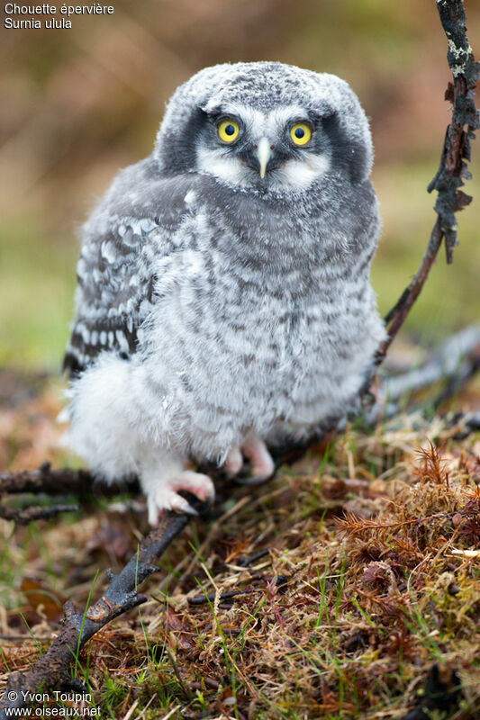 Northern Hawk-OwlPoussin, identification