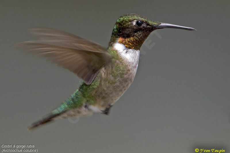 Ruby-throated Hummingbird, Flight