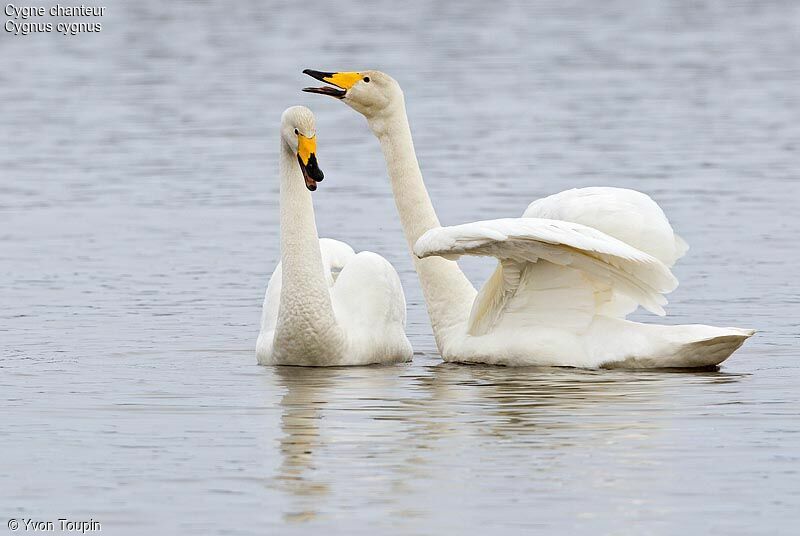 Whooper Swan , identification