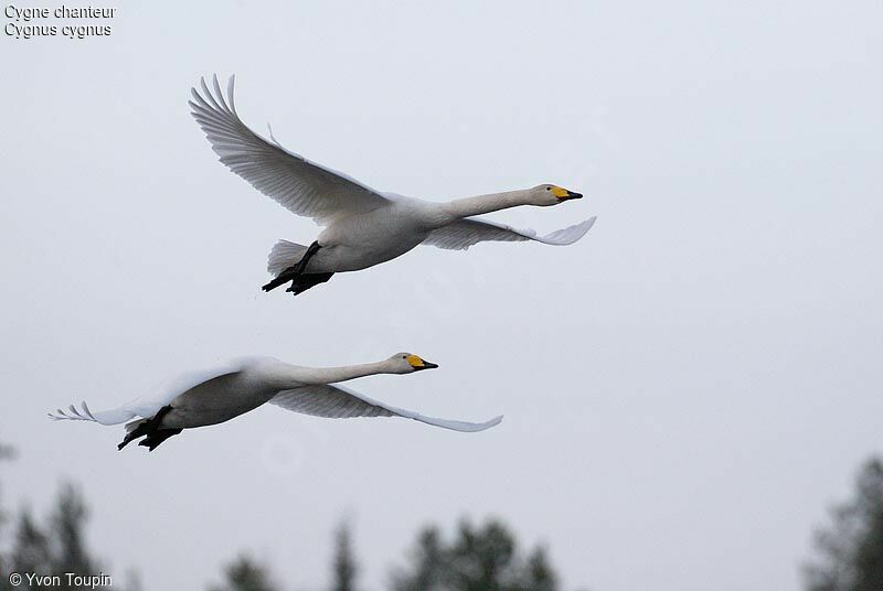 Whooper Swan , Flight