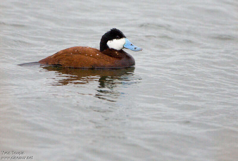 Ruddy Duck male adult breeding, pigmentation, swimming