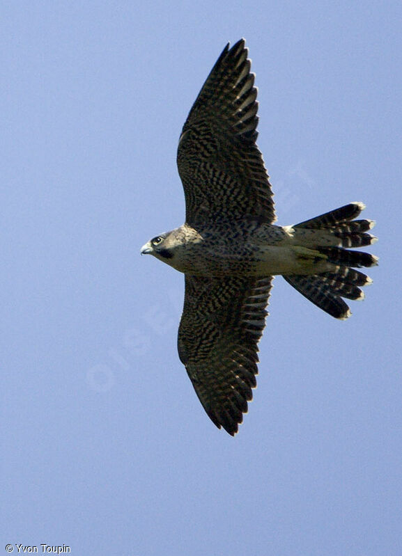 Peregrine Falcon, Flight