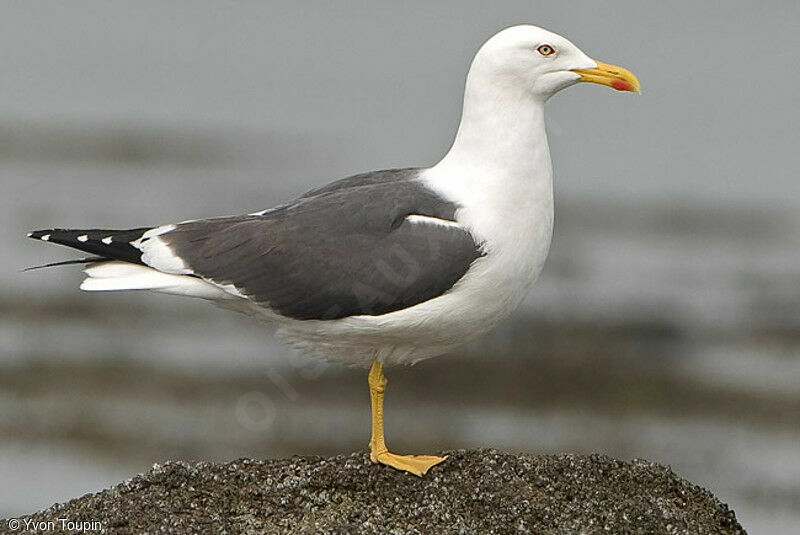 Lesser Black-backed Gull, identification
