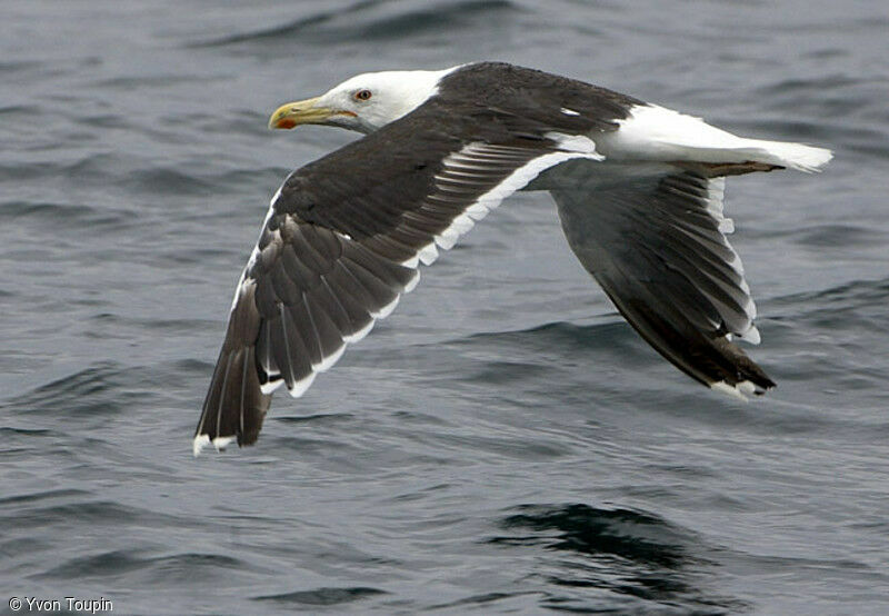 Great Black-backed Gull, Flight