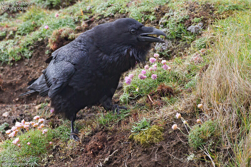 Northern Raven, identification