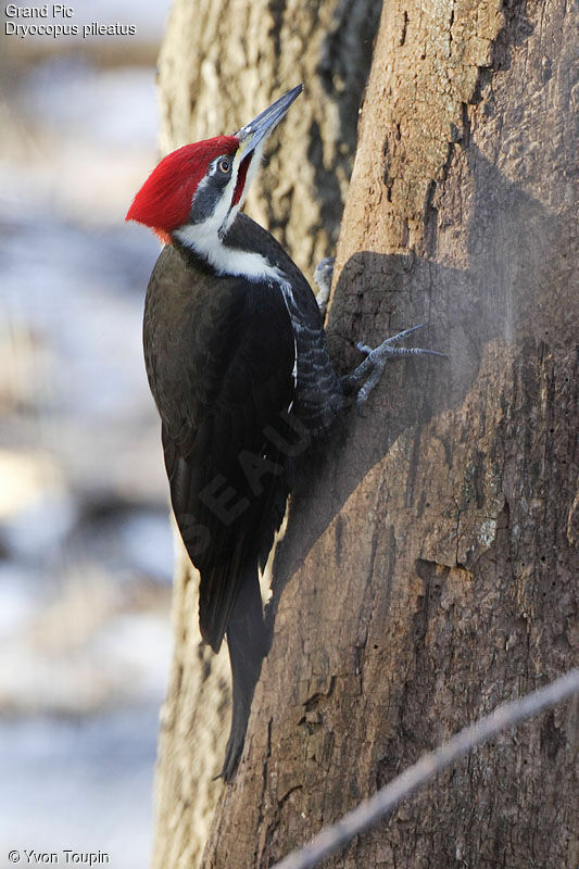 Pileated Woodpecker, identification