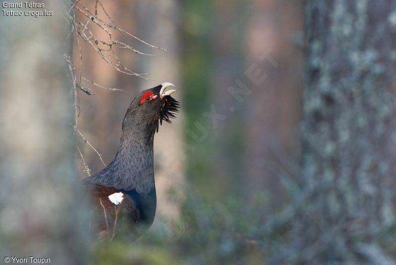 Western Capercaillie male, song