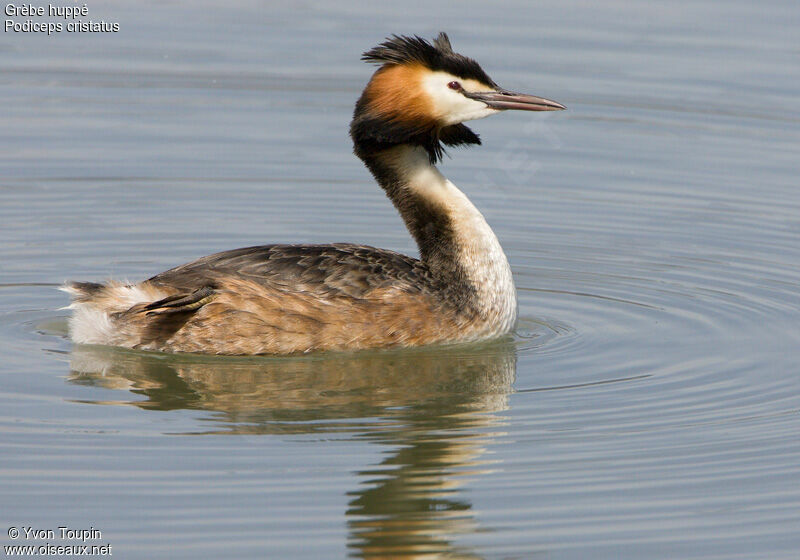 Great Crested Grebe, identification