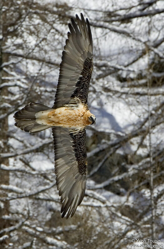 Bearded Vulture, Flight