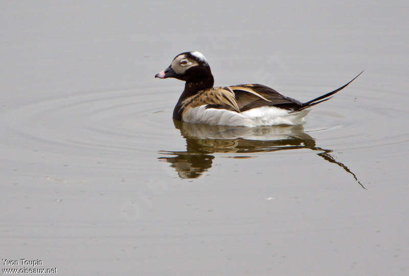 Long-tailed Duck male adult breeding, identification