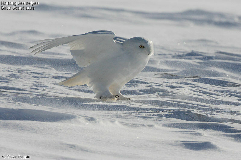 Snowy Owl male adult