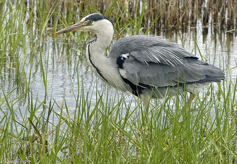 Grey Heron, identification