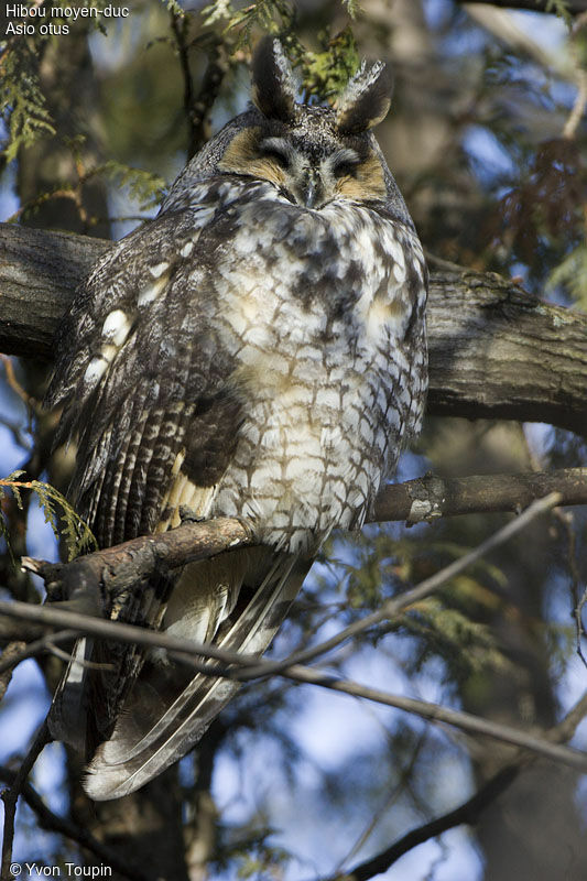 Long-eared Owl, identification