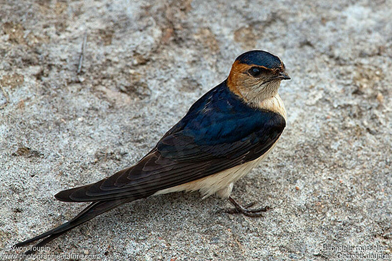 Red-rumped Swallow, identification