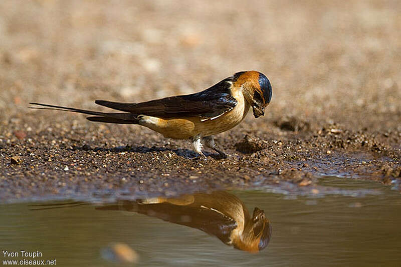 Red-rumped Swallow, Behaviour
