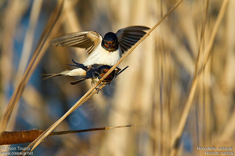 Barn Swallow, identification, Behaviour