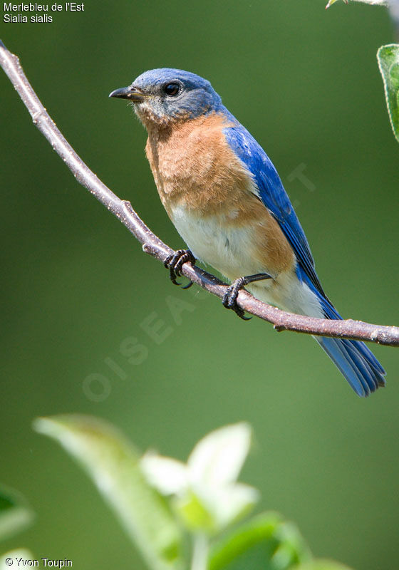 Eastern Bluebird male, identification