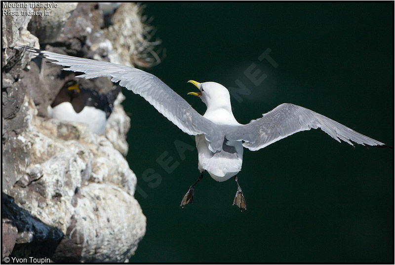 Mouette tridactyleadulte nuptial, Vol