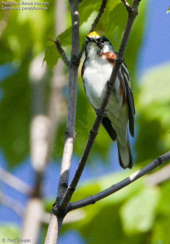 Chestnut-sided Warbler, identification