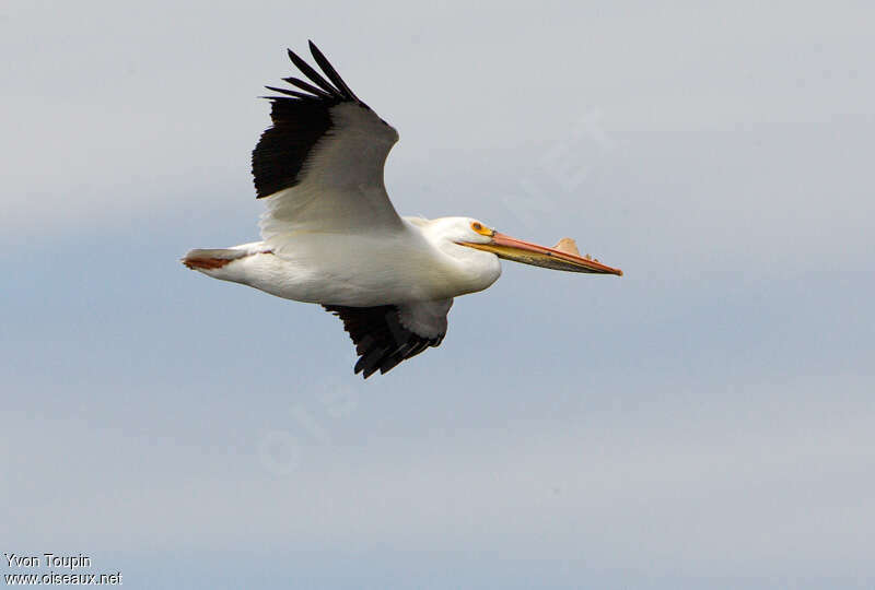 American White Pelicanadult, Flight