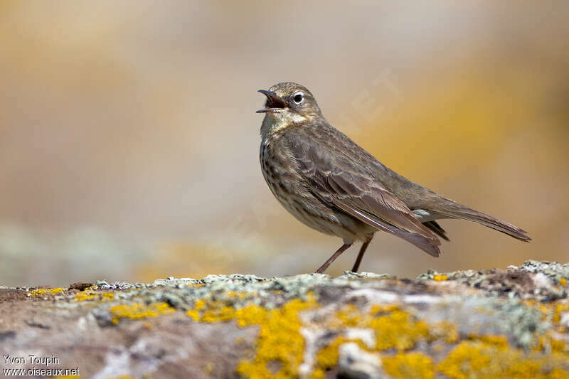 Pipit maritimeadulte nuptial, chant