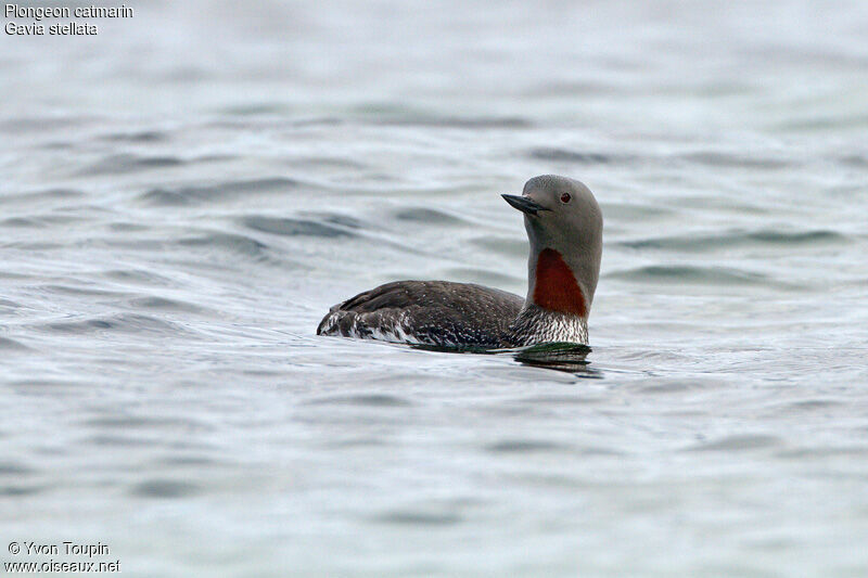 Red-throated Loon, identification