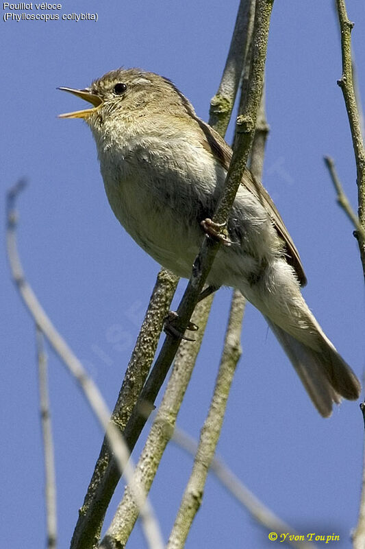 Common Chiffchaff male, song