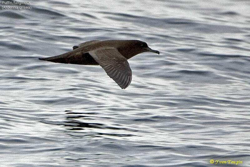 Sooty Shearwater, Flight