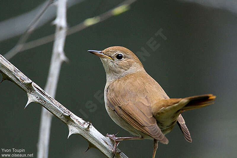 Common Nightingale male, identification