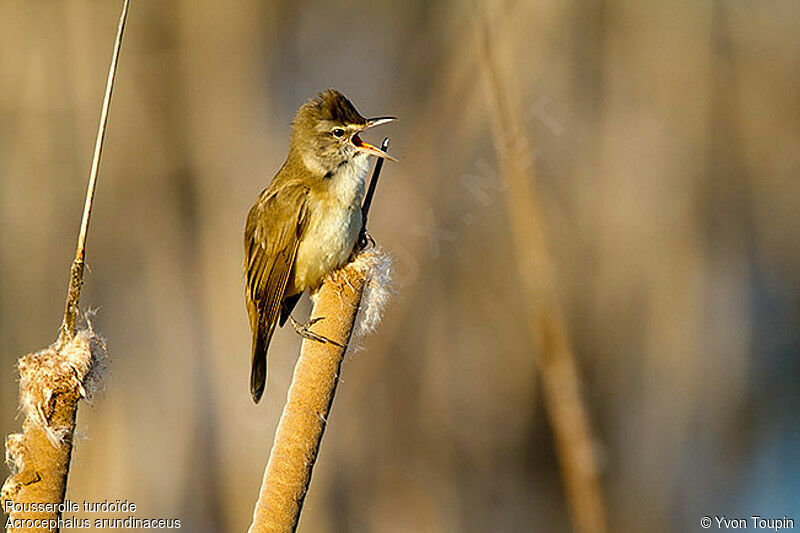 Great Reed Warbler male, identification, song, Behaviour