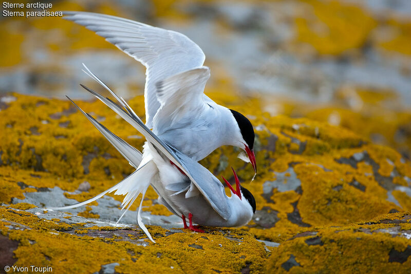 Arctic Tern , Behaviour