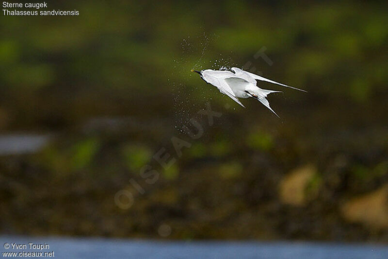 Sandwich Tern, Flight, Behaviour