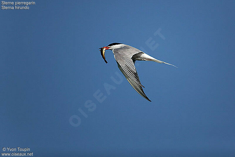 Common Tern, identification, Flight, feeding habits