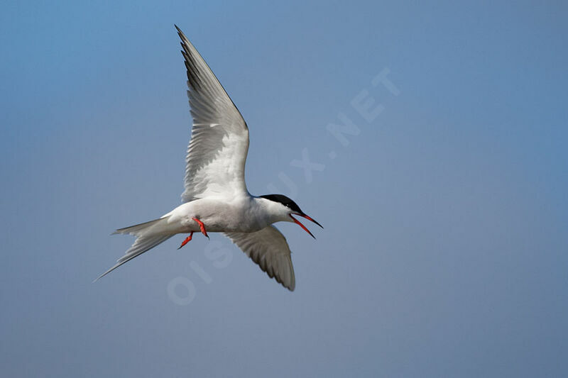 Common Tern, song